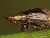 Planthoppers etc